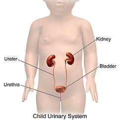小儿泌尿外科